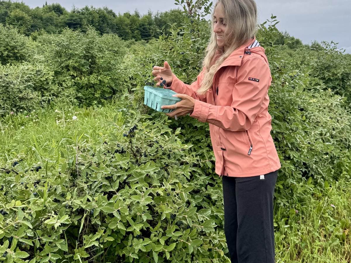 A woman picking berries into a bowl from a thicket of green bushes.