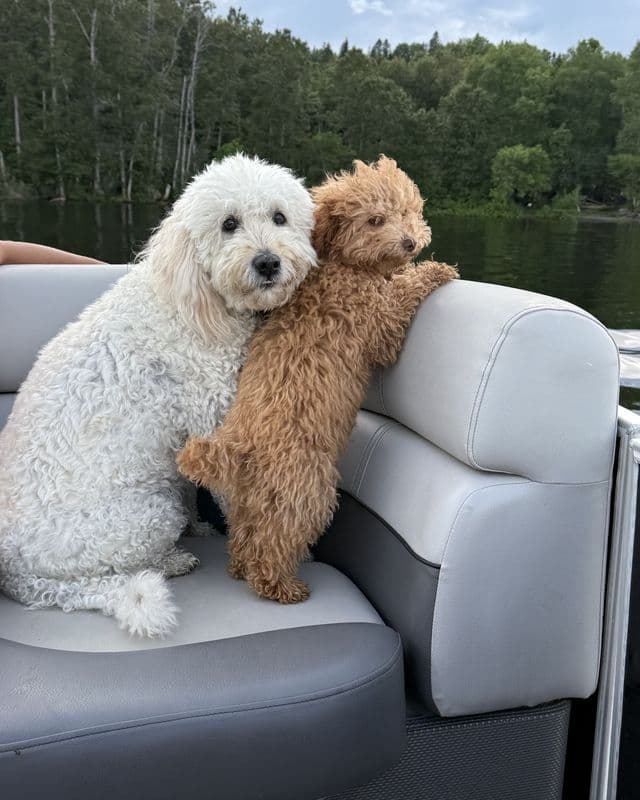 Two doodles, one white and one apricot, leaning together on the seat of a pontoon boat on the lake.
