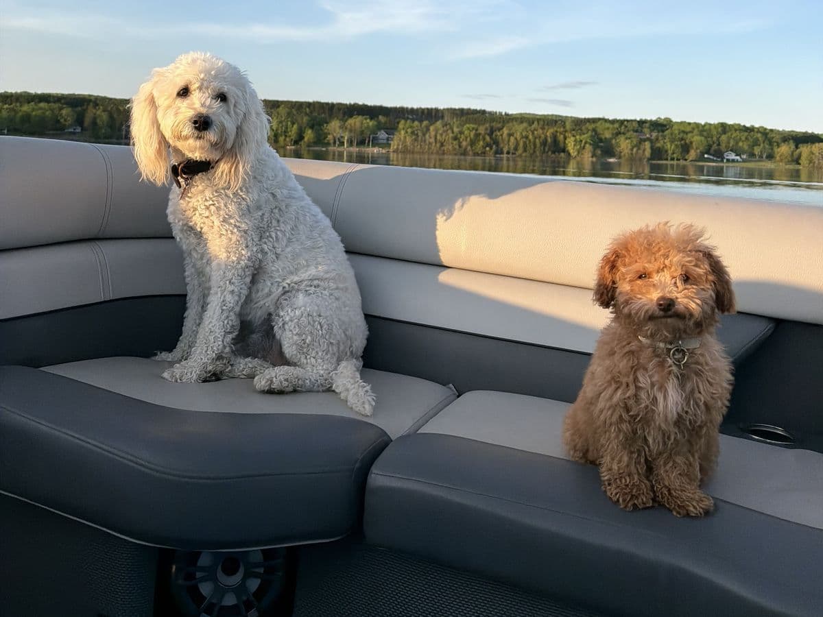 Two doodles sitting on the seats of a pontoon boat, the lake behind them.