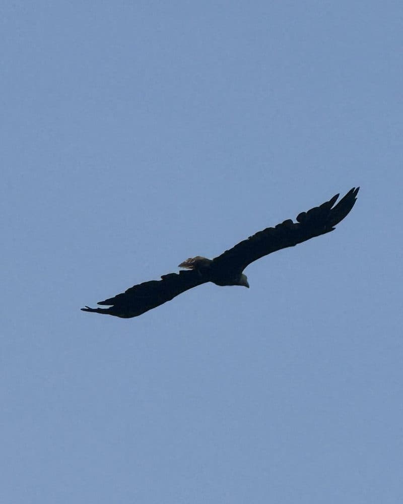 A bald eagle in flight against a blue sky, wings spread.