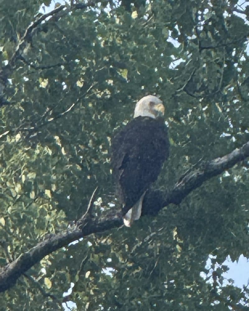 A bald eagle perched on a branch in a leafy tree.