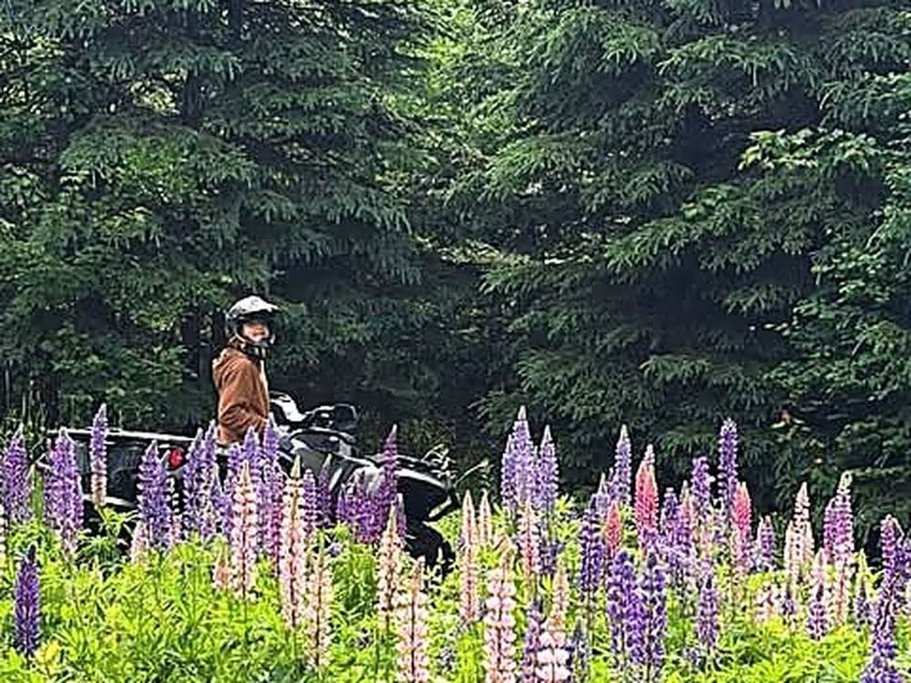 An ATV rider stopped among purple and pink lupines beside a trail.