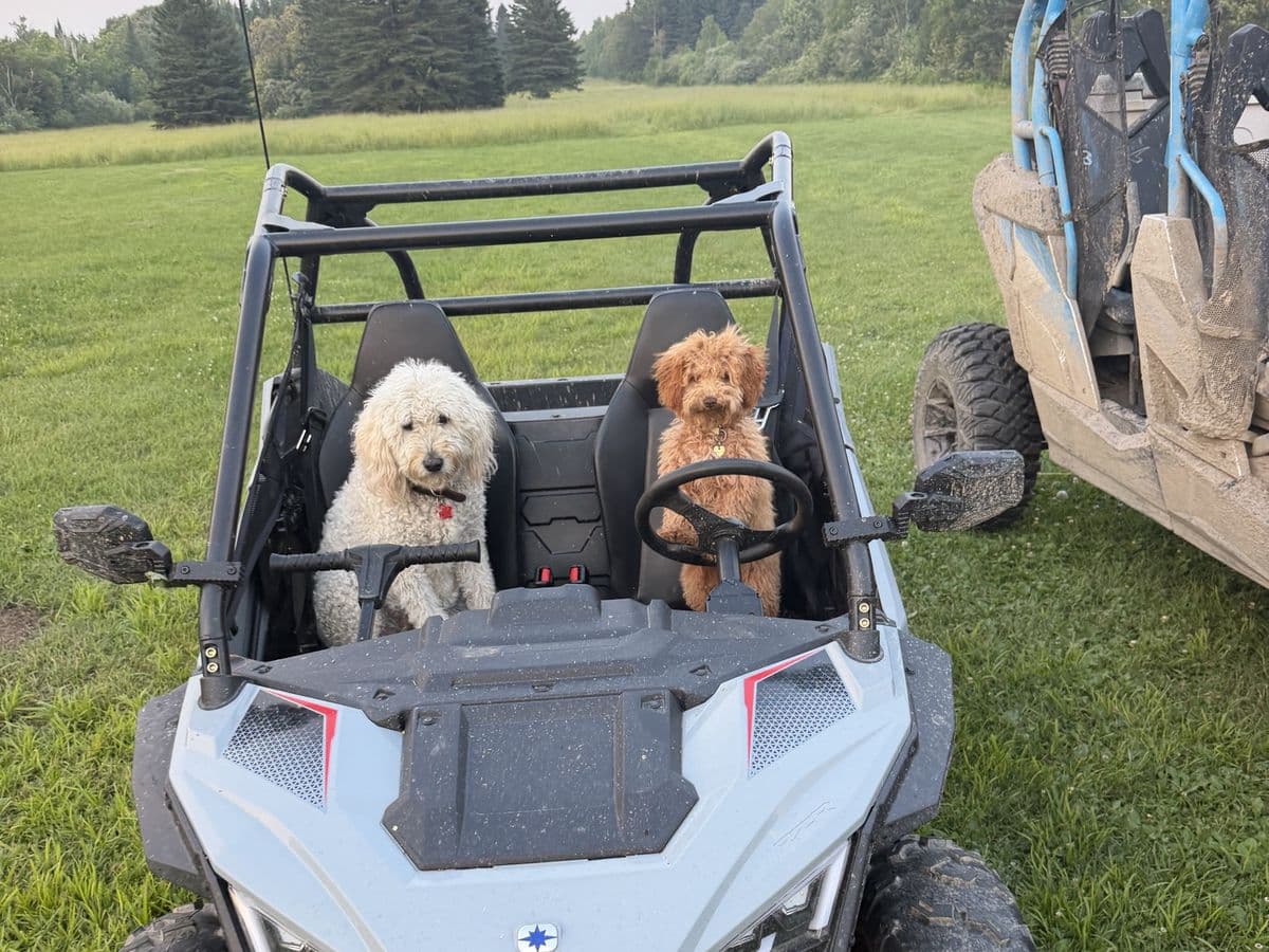 Two doodles sitting in the seats of a side-by-side parked on the grass.